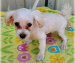 Small #1 Maltese