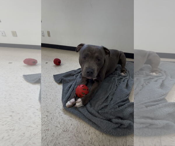 Medium Photo #3 Mutt Puppy For Sale in Chandler, AZ, USA