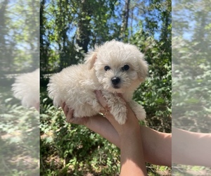 Maltipoo Puppy for sale in VALDOSTA, GA, USA