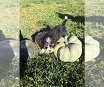 Litter of 3 - Male(s) and Female(s) Bernedoodle-Poodle (Miniature) MixLitter of Puppies for Sale - Photo #5
