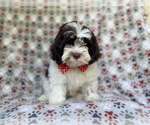 ShihPoo Puppy for sale in LAKELAND, FL, USA