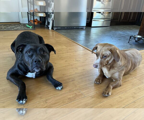 Medium Photo #3 American Pit Bull Terrier-Unknown Mix Puppy For Sale in Candler, NC, USA