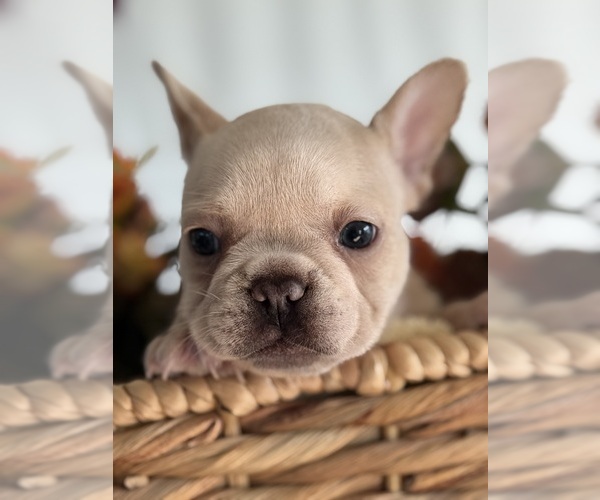 Medium Photo #2 French Bulldog Puppy For Sale in BILLINGS, MT, USA