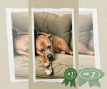 Small #1 American Staffordshire Terrier-Labrador Retriever Mix