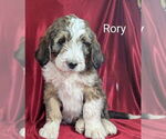 Small Photo #23 Bernedoodle Puppy For Sale in CANON CITY, CO, USA
