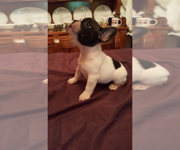 Medium Photo #1 French Bulldog Puppy For Sale in LAKE BUTLER, FL, USA