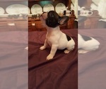 Small Photo #1 French Bulldog Puppy For Sale in LAKE BUTLER, FL, USA