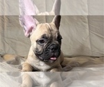 Small Photo #1 French Bulldog Puppy For Sale in STATEN ISLAND, NY, USA