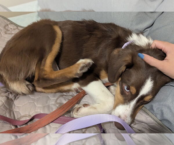 Medium Photo #7 Border-Aussie Puppy For Sale in Princeton, MN, USA