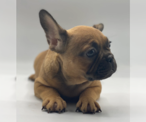 Medium Photo #1 French Bulldog Puppy For Sale in LOS GATOS, CA, USA