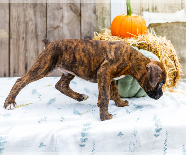 Medium Photo #35 Boxer Puppy For Sale in WAKARUSA, IN, USA