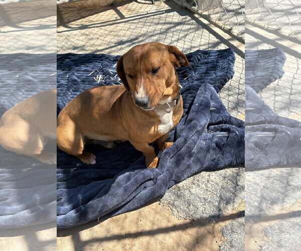 Medium Photo #1 Dachshund Puppy For Sale in Apple Valley, CA, USA