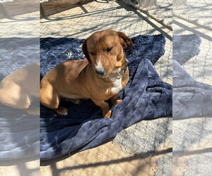 Dachshund Dogs for adoption in Apple Valley, CA, USA