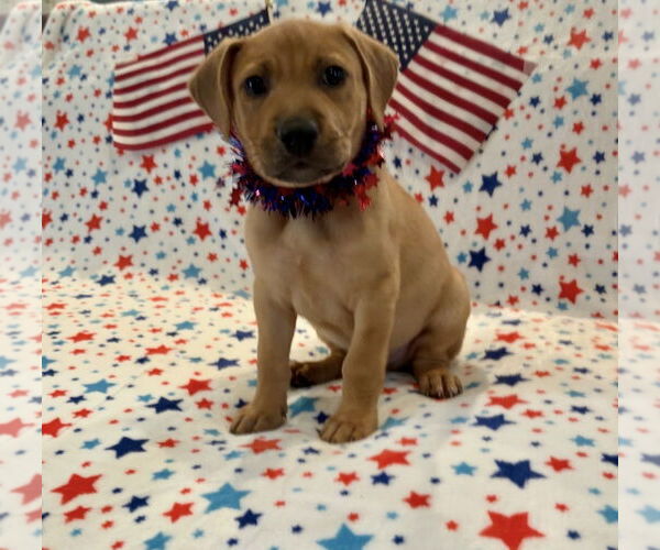 Medium Photo #11 Labrador Retriever-Unknown Mix Puppy For Sale in Houston, TX, USA