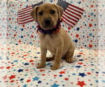Small Photo #11 Labrador Retriever-Unknown Mix Puppy For Sale in Houston, TX, USA