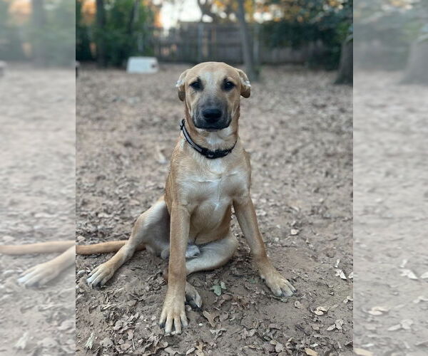 Medium Photo #3 Labrador Retriever-Unknown Mix Puppy For Sale in Fort Worth, TX, USA