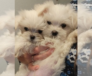 Maltese Puppy for sale in ROYAL OAKS, CA, USA