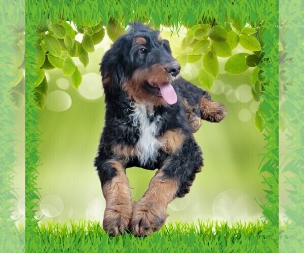 Medium Photo #8 Bernedoodle Puppy For Sale in BLACK FOREST, CO, USA