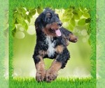 Small Photo #23 Bernedoodle Puppy For Sale in BLACK FOREST, CO, USA