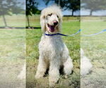 Small #1 Poodle (Standard)