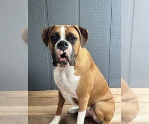 Boxer Dog for Adoption in MORRISON, Colorado USA