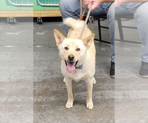 Shiba Inu-Unknown Mix Dogs for adoption in Minneapolis, MN, USA