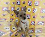Small Photo #1 Chihuahua-Unknown Mix Puppy For Sale in Colorado Springs, CO, USA