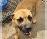 Small Black Mouth Cur Mix