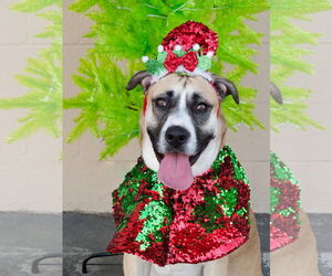 Redburn - Male American Staffordshire Terrier-Siberian Husky Mix Dog for Adoption - Photo #2