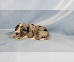 Small #9 Bernedoodle (Miniature)