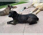 Small #3 Mutt