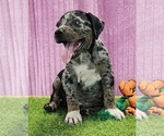 Small #5 Catahoula Leopard Dog