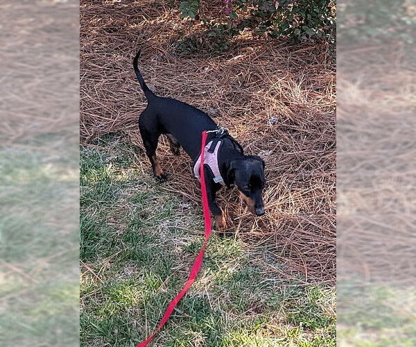 Medium Photo #3 Dachshund Puppy For Sale in Shelbyville, TN, USA