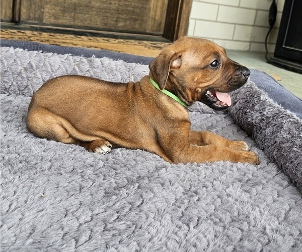 Medium Photo #4 Rhodesian Ridgeback Puppy For Sale in BUMPASS, VA, USA