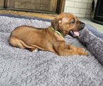 Small Photo #26 Rhodesian Ridgeback Puppy For Sale in BUMPASS, VA, USA