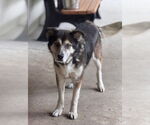 Small #1 German Shepherd Dog Mix