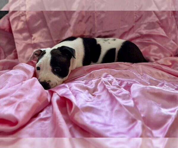 Medium Photo #5 Mutt Puppy For Sale in Catasauqua, PA, USA