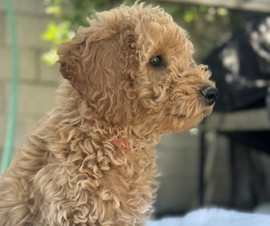 Goldendoodle (Miniature) Puppy for Sale in SAN FERNANDO, California USA