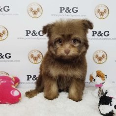 Medium Pomeranian-Poodle (Toy) Mix