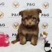 Small Pomeranian-Poodle (Toy) Mix