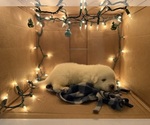 Puppy Prancer Great Pyrenees