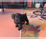 Small Photo #19 Schnauzer (Miniature) Puppy For Sale in CAPE CORAL, FL, USA