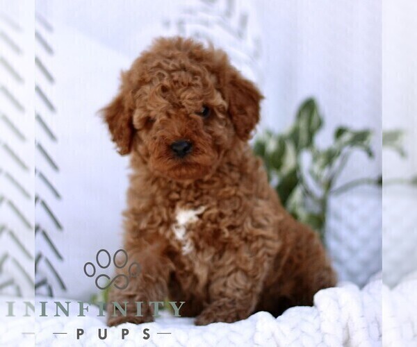Medium Photo #1 Cavapoo (Miniature) Puppy For Sale in ELIZABETHTOWN, PA, USA