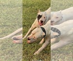 Small Photo #18 Dogo Argentino Puppy For Sale in ARLINGTON, TX, USA