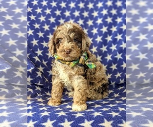 Cock-A-Poo-Poodle (Toy) Mix Puppy for sale in ELKTON, MD, USA