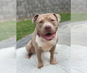 American Bulldog-Unknown Mix Dogs for adoption in Omaha, NE, USA