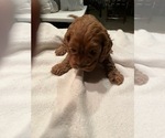 Small Photo #2 Cockapoo Puppy For Sale in STREATOR, IL, USA