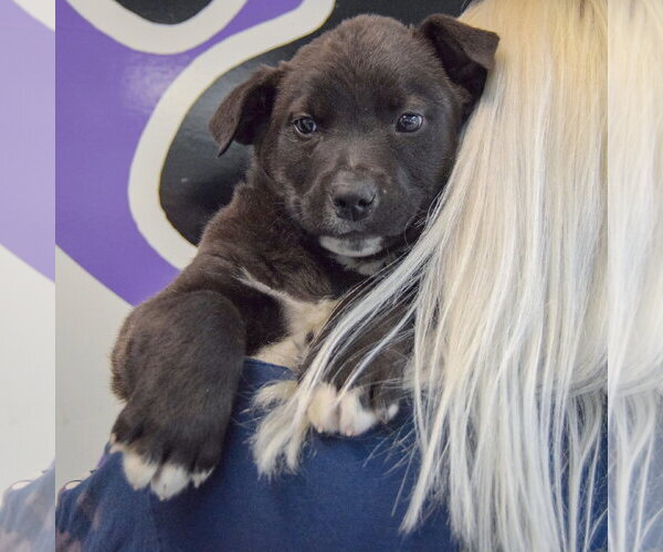 Medium Photo #4 Golden Retriever-Unknown Mix Puppy For Sale in Huntley, IL, USA