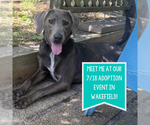 Small #13 Weimaraner Mix