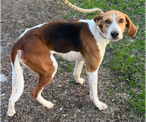 Medium Photo #4 Mutt Puppy For Sale in Tarboro, NC, USA